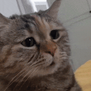 Jucarie inteligenta pentru pisici Speedy