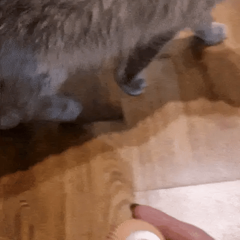 Minge inteligentă interactivă pisici